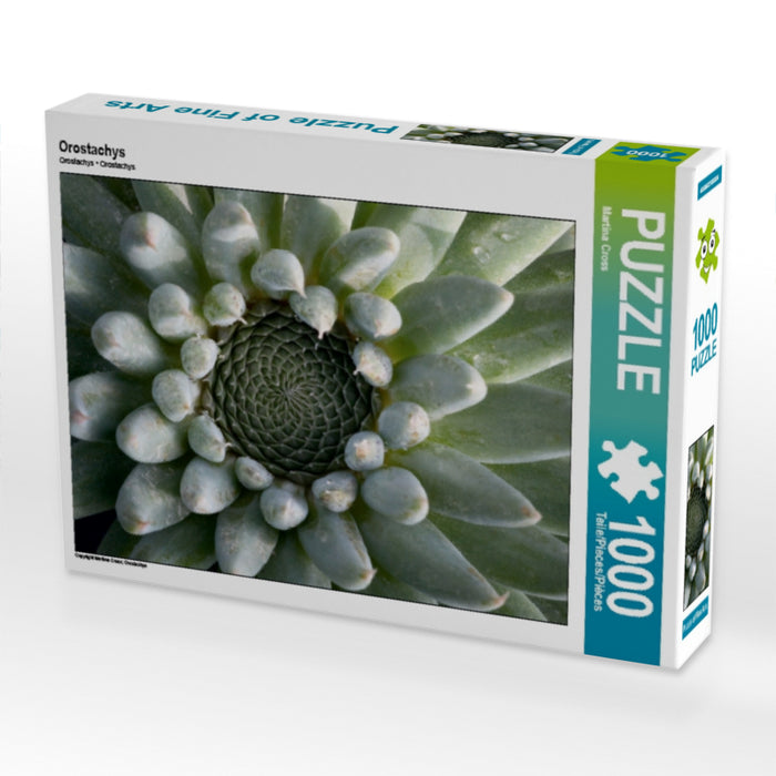 Orostachys - CALVENDO Foto-Puzzle - calvendoverlag 29.99