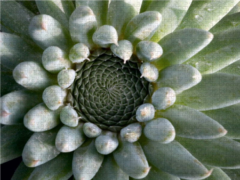 Orostachys - CALVENDO Foto-Puzzle - calvendoverlag 29.99