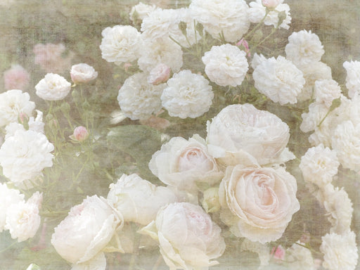 Romantische Rosen - Shabby Chic Style - CALVENDO Foto-Puzzle - calvendoverlag 29.99