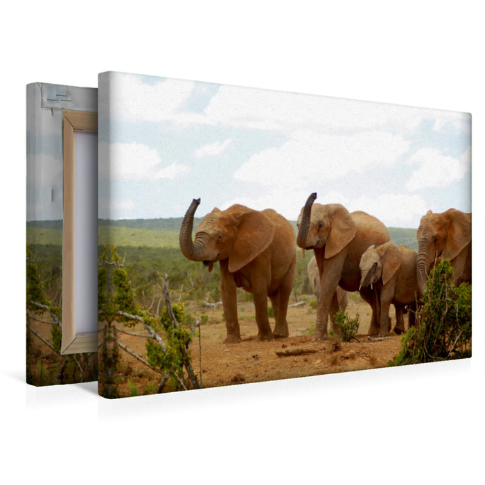 Premium Textil-Leinwand Premium Textil-Leinwand 45 cm x 30 cm quer Ein Motiv aus dem Kalender African Elephants in Addo