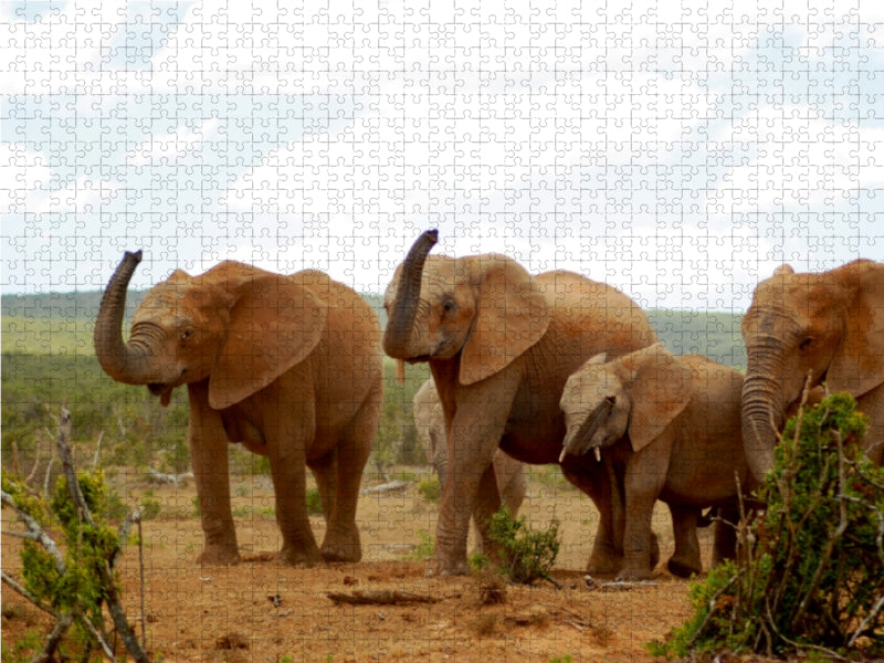 African Elephants in Addo - CALVENDO Foto-Puzzle - calvendoverlag 29.99