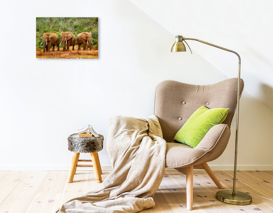 Premium Textil-Leinwand Premium Textil-Leinwand 45 cm x 30 cm quer Ein Motiv aus dem Kalender African Elephants in Addo