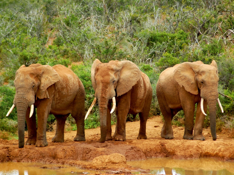 African Elephants in Addo - CALVENDO Foto-Puzzle - calvendoverlag 29.99