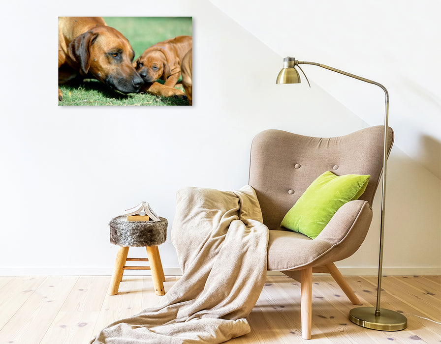 Premium Textil-Leinwand Premium Textil-Leinwand 75 cm x 50 cm quer Ein Motiv aus dem Kalender Kleine Löwenhunde