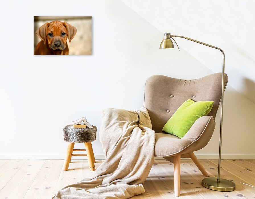 Premium Textil-Leinwand Premium Textil-Leinwand 45 cm x 30 cm quer Ein Motiv aus dem Kalender Kleine Löwenhunde