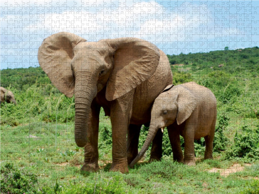 African Elephants in Addo - CALVENDO Foto-Puzzle - calvendoverlag 29.99