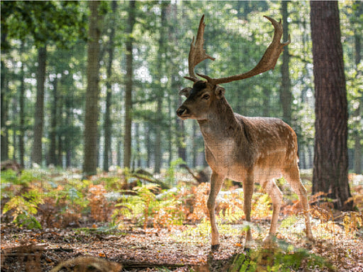 Emotionale Momente: Das Damwild. - CALVENDO Foto-Puzzle - calvendoverlag 29.99