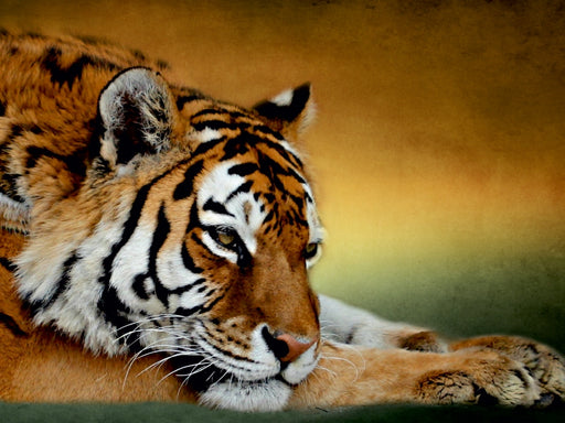 Ruhender Sibirischer Tiger - CALVENDO Foto-Puzzle - calvendoverlag 29.99