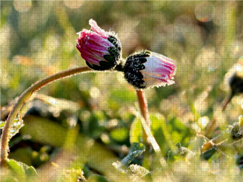 Die Umarmung der Gänseblümchen im Morgentau - CALVENDO Foto-Puzzle - calvendoverlag 29.99