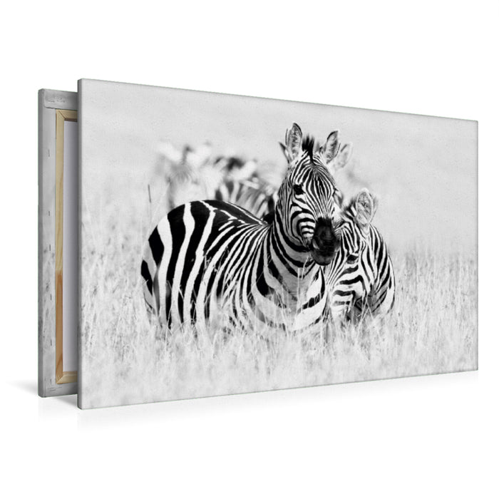 Premium Textil-Leinwand Premium Textil-Leinwand 120 cm x 80 cm quer Ein Motiv aus dem Kalender Emotionale Momente: Zebras - black and white.