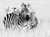 Emotionale Momente: Zebras - black and white. - CALVENDO Foto-Puzzle - calvendoverlag 29.99