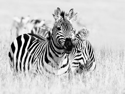 Emotionale Momente: Zebras - black and white. - CALVENDO Foto-Puzzle - calvendoverlag 29.99