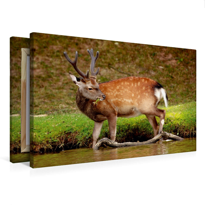 Premium Textil-Leinwand Premium Textil-Leinwand 75 cm x 50 cm quer Damhirsch