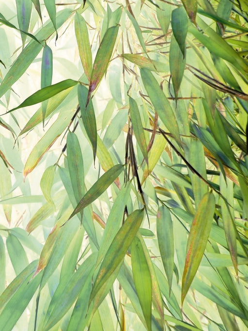 Grüner Bambus Nr. 2 - CALVENDO Foto-Puzzle - calvendoverlag 29.99