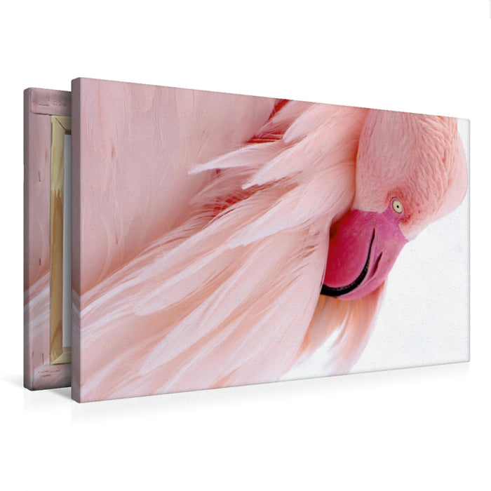 Premium Textil-Leinwand Premium Textil-Leinwand 75 cm x 50 cm quer Wunderschönes Flamingoportrait