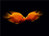 Ein Kuss unter Wasser - CALVENDO Foto-Puzzle - calvendoverlag 29.99