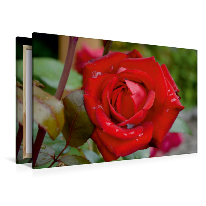 Premium Textil-Leinwand Premium Textil-Leinwand 120 cm x 80 cm quer Ein Motiv aus dem Kalender Zarte Schönheiten - Bezaubernde Rosenblüten