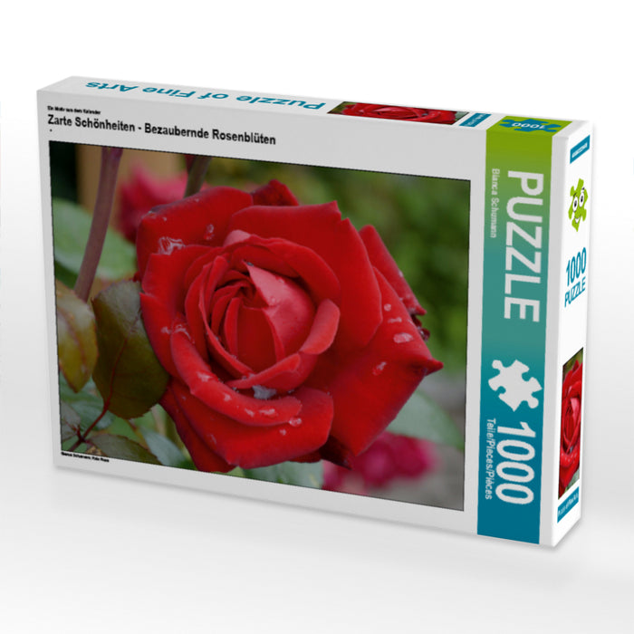 Zarte Schönheiten - Bezaubernde Rosenblüten - CALVENDO Foto-Puzzle - calvendoverlag 29.99