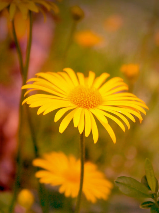 Gelbes zartes Sommerblümchen - CALVENDO Foto-Puzzle - calvendoverlag 29.99