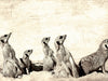 Neugierige, lustige Erdmännchenfamilie - CALVENDO Foto-Puzzle - calvendoverlag 29.99