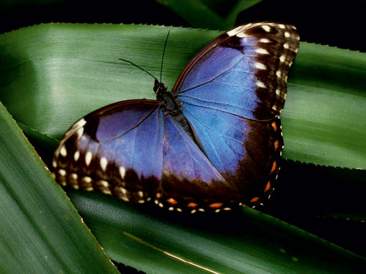 Blauer Morphofalter auf grünem Blatt - CALVENDO Foto-Puzzle - calvendoverlag 29.99