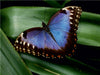 Blauer Morphofalter auf grünem Blatt - CALVENDO Foto-Puzzle - calvendoverlag 29.99