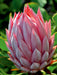 Protea, Maui - CALVENDO Foto-Puzzle - calvendoverlag 29.99