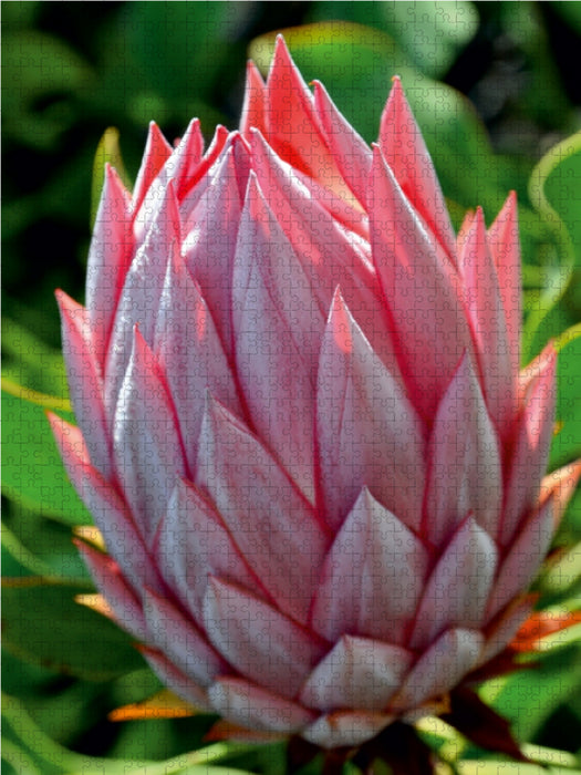 Protea, Maui - CALVENDO Foto-Puzzle - calvendoverlag 29.99