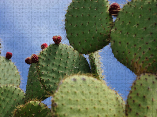 Opuntia Leucotricha, Mexico - CALVENDO Foto-Puzzle - calvendoverlag 29.99