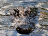 Alligator - CALVENDO Foto-Puzzle - calvendoverlag 29.99
