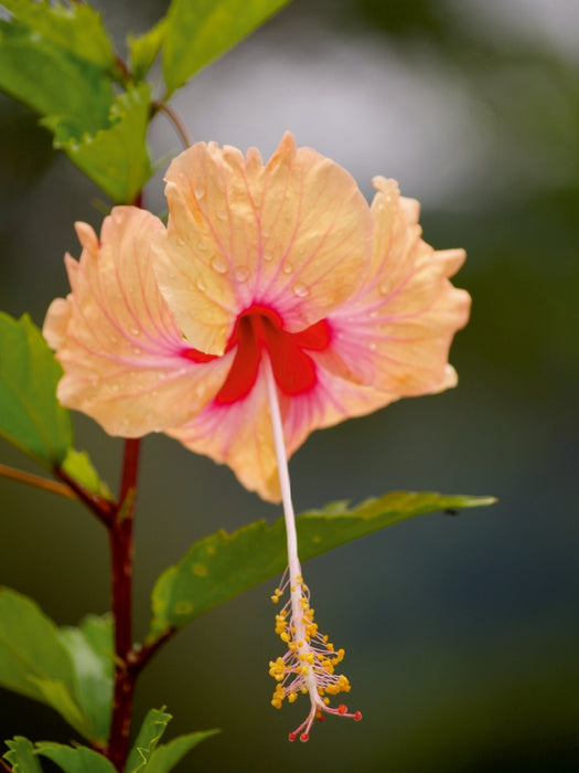 Zarte Schönheiten - Herrliche Hibiskusblüten - CALVENDO Foto-Puzzle - calvendoverlag 29.99