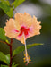 Zarte Schönheiten - Herrliche Hibiskusblüten - CALVENDO Foto-Puzzle - calvendoverlag 29.99