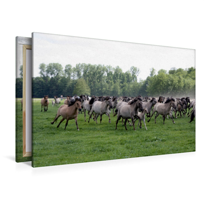 Premium Textil-Leinwand Premium Textil-Leinwand 120 cm x 80 cm quer Dülmener Wildpferde