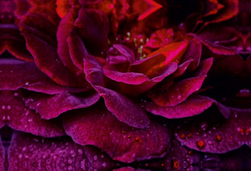 Toile textile premium Toile textile premium 75 cm x 50 cm paysage Rose Gothique - Scellé avec du sang 