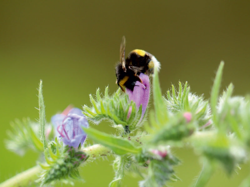 Fleißiges Bienchen in der Natur - CALVENDO Foto-Puzzle - calvendoverlag 29.99