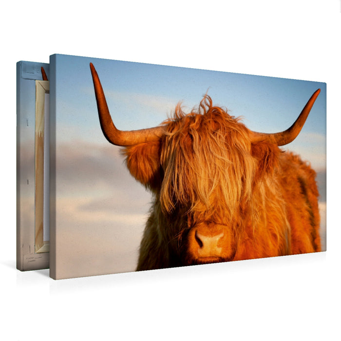 Premium Textil-Leinwand Premium Textil-Leinwand 75 cm x 50 cm quer Schottisches Hochland Rind, Highland Cattle