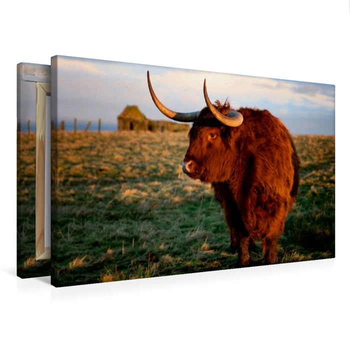 Toile textile haut de gamme Toile textile haut de gamme 75 cm x 50 cm paysage Scottish Highland Cattle - Highland Cattle in Caithness 