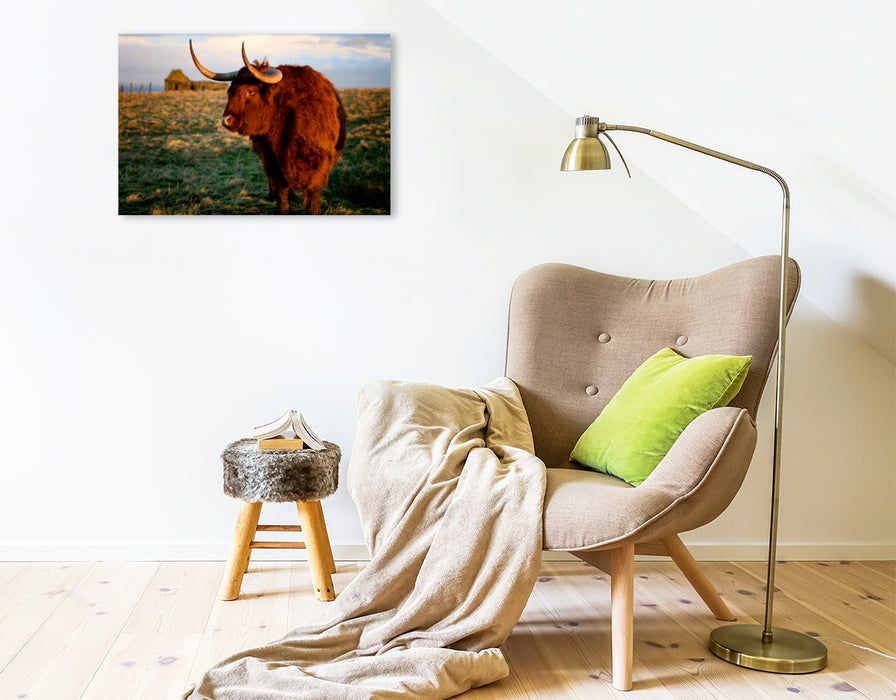 Premium Textil-Leinwand Premium Textil-Leinwand 75 cm x 50 cm quer Schottisches Hochland Rind - Highland Cattle in Caithness