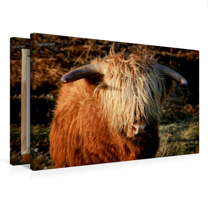 Premium Textil-Leinwand Premium Textil-Leinwand 75 cm x 50 cm quer Schottisches Hochland Rind - Highland Cattle