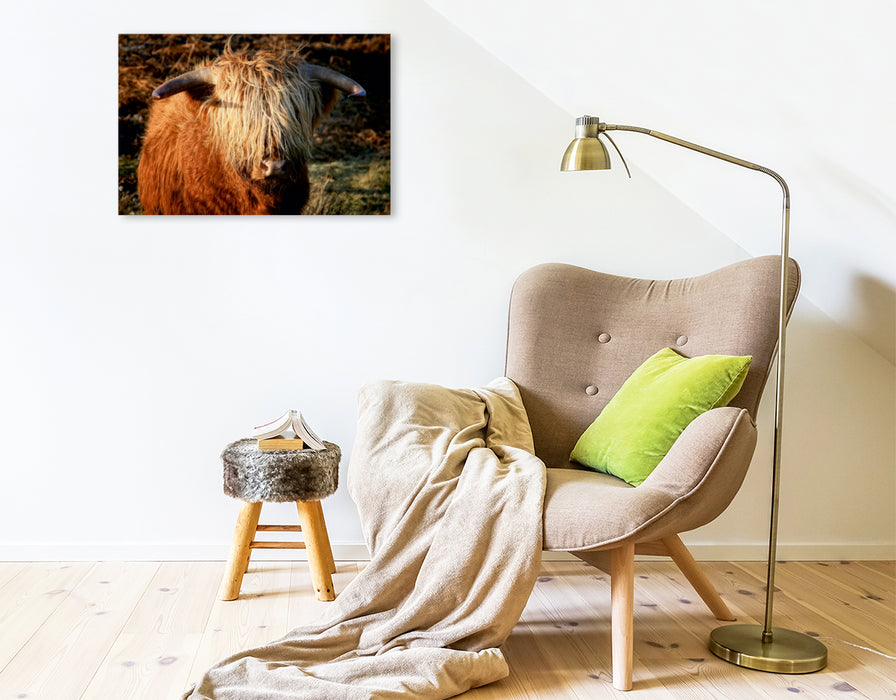 Premium Textil-Leinwand Premium Textil-Leinwand 75 cm x 50 cm quer Schottisches Hochland Rind - Highland Cattle