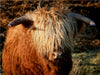 Schottisches Hochland Rind - Highland Cattle - CALVENDO Foto-Puzzle - calvendoverlag 29.99