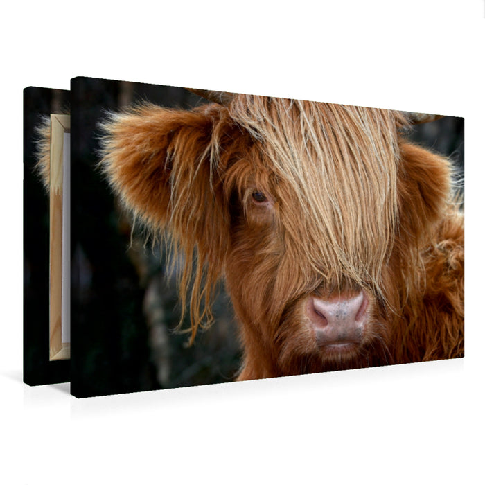 Premium Textil-Leinwand Premium Textil-Leinwand 75 cm x 50 cm quer Schottisches Hochland Rind, Highland Cattle