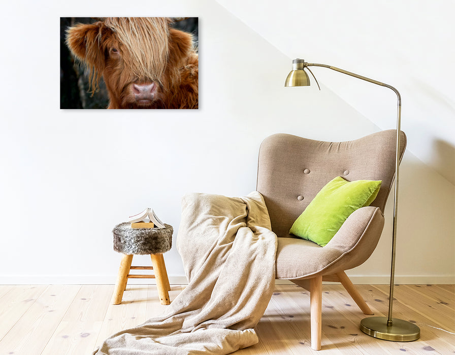 Premium Textil-Leinwand Premium Textil-Leinwand 75 cm x 50 cm quer Schottisches Hochland Rind, Highland Cattle