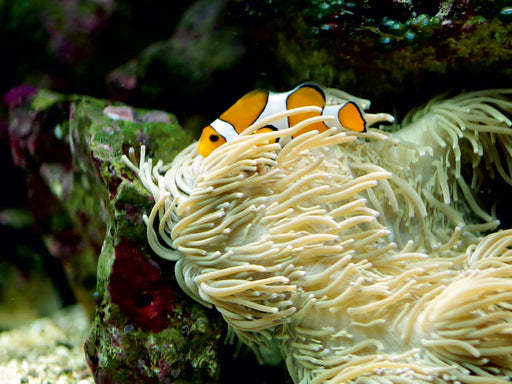 Anemonenfisch, Clownfisch (Amphiprion) - CALVENDO Foto-Puzzle - calvendoverlag 29.99