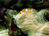 Anemonenfisch, Clownfisch (Amphiprion) - CALVENDO Foto-Puzzle - calvendoverlag 29.99