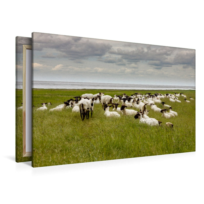 Premium Textil-Leinwand Premium Textil-Leinwand 120 cm x 80 cm quer Geschorene Schafe am Deich in Ostfriesland