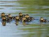 Stockenten  Küken - CALVENDO Foto-Puzzle - calvendoverlag 29.99