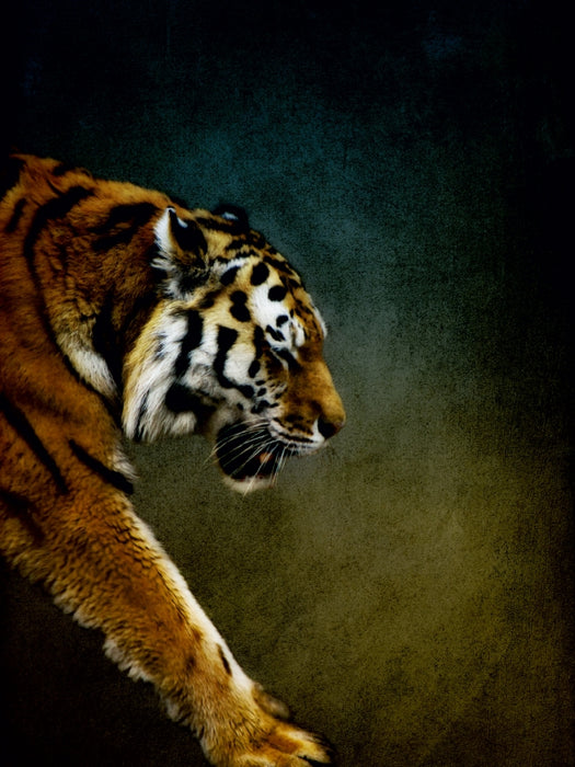 Tiger - CALVENDO Foto-Puzzle - calvendoverlag 29.99