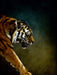 Tiger - CALVENDO Foto-Puzzle - calvendoverlag 29.99