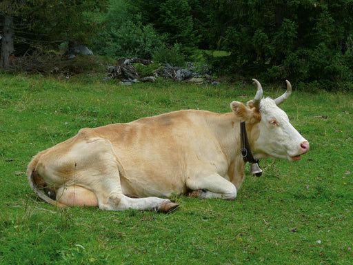 Wiederkäuende Kuh - CALVENDO Foto-Puzzle - calvendoverlag 29.99